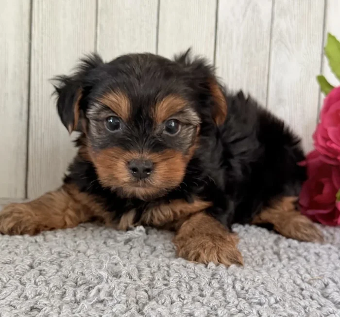 Close-up of a Yorkie puppy looking at the camera, from The Puppy House, serving Fullerton
