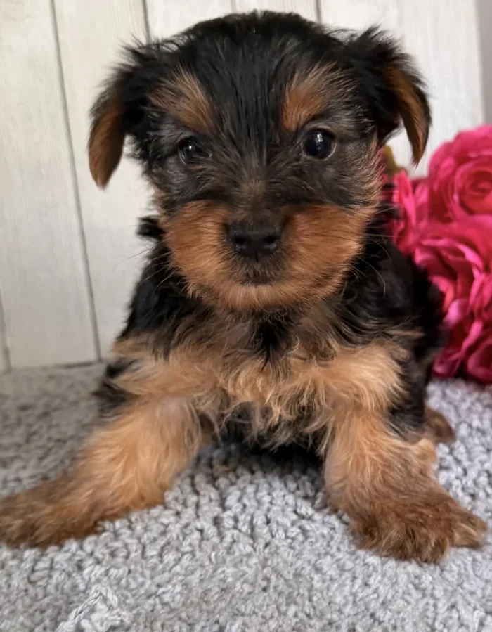 Yorkshire Terrier puppy sitting and looking at the camera, raised for Hemet families