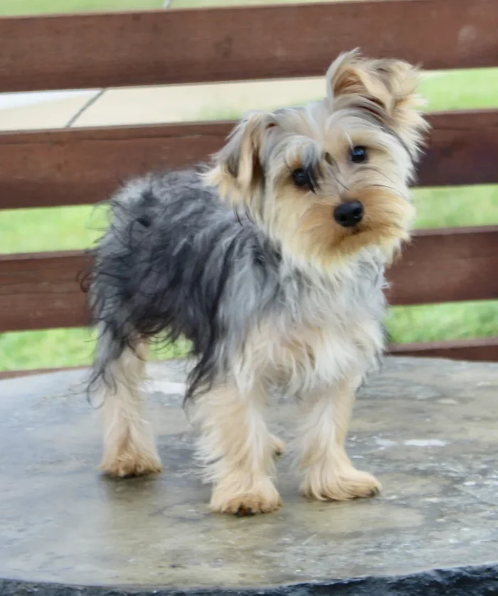 Yorkie puppy with a silky coat sitting for a photo, from a breeder serving Boca-Raton