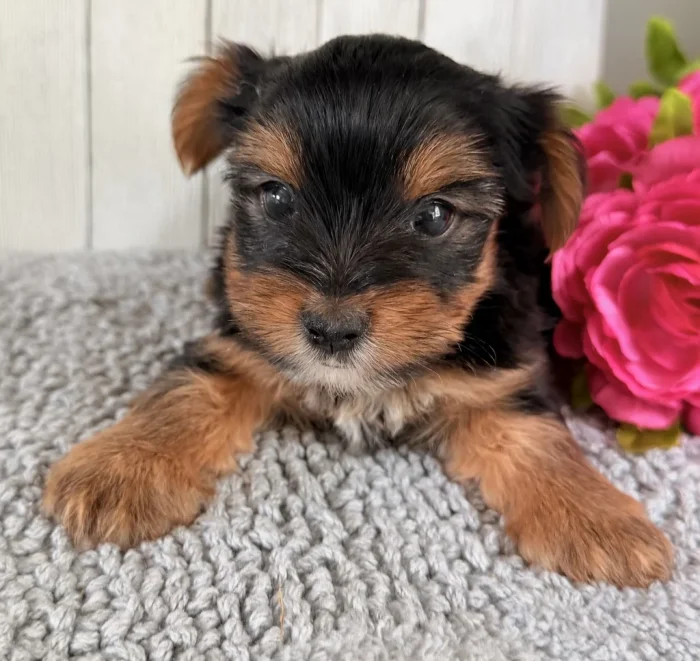 Yorkie puppy sitting politely for a photo, from The Puppy House, delivering to Cooper-City