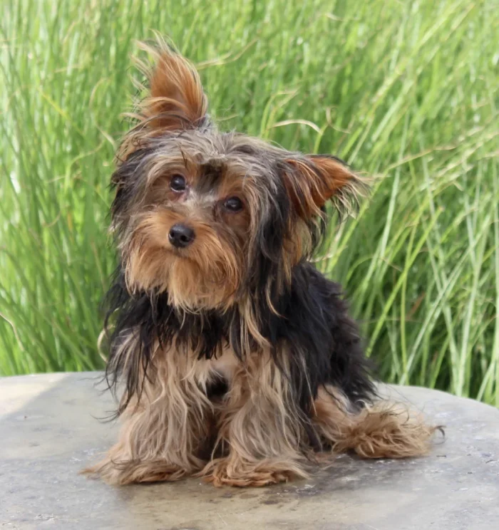 Yorkie puppy with a silky coat sitting for a photo, from a breeder serving Greenacres