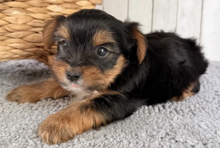 Fluffy Yorkie puppy sitting for a portrait, raised for families in the North-Lauderdale area