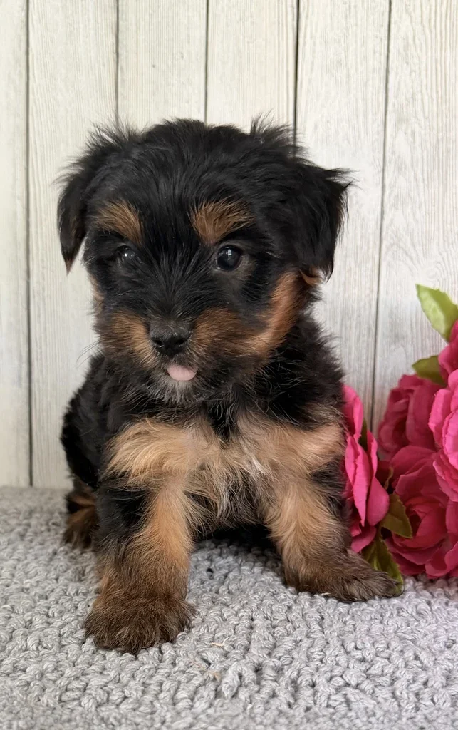 Fluffy Yorkie puppy sitting for a portrait, raised for families in the Oviedo area