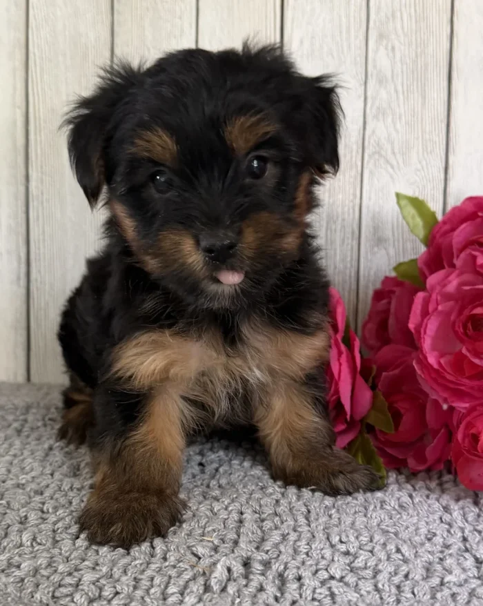 Adorable Yorkshire Terrier puppy looking at the camera, from The Puppy House, serving Pine-Hills