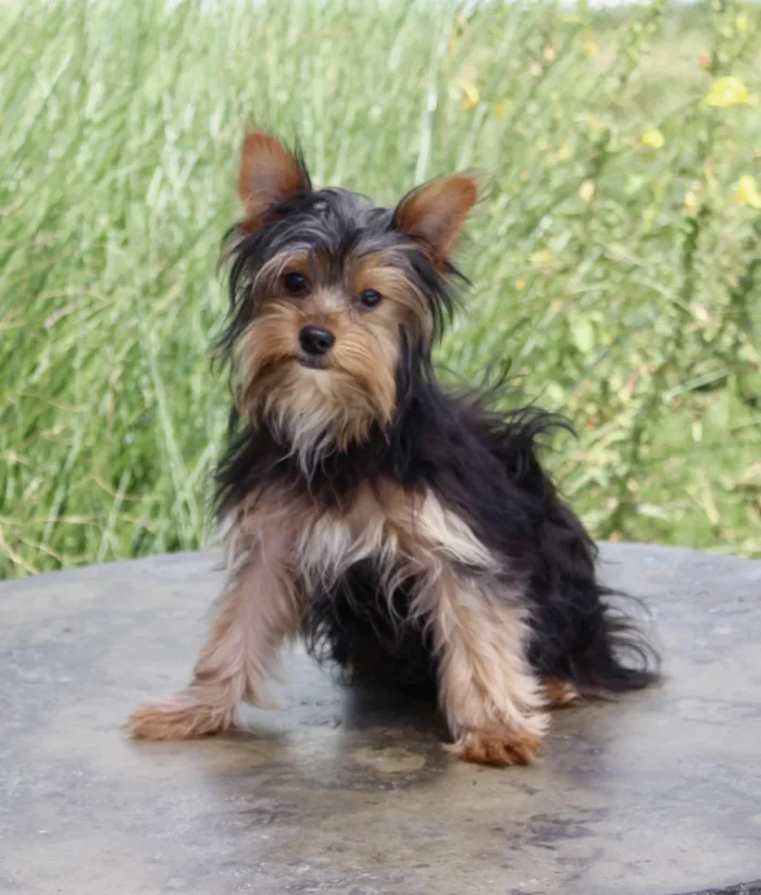 Yorkie puppy sitting for a photo at The Puppy House, a breeder serving Statesboro, Georgia