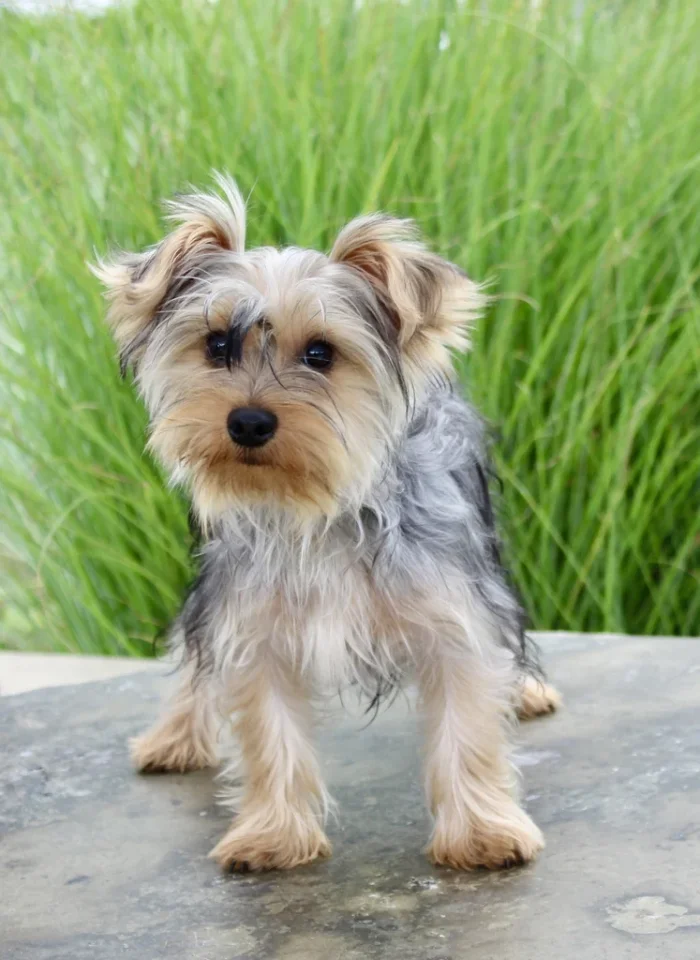 Small Yorkie puppy looking at the camera, raised by a Yorkie breeder serving Portage
