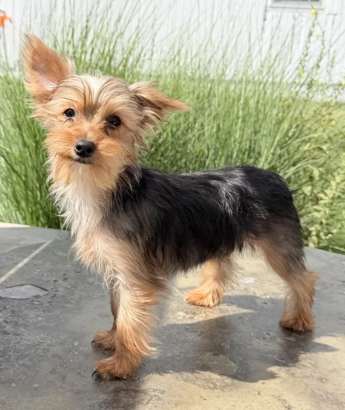 Yorkshire Terrier puppy portrait from The Puppy House, serving families in Bethesda