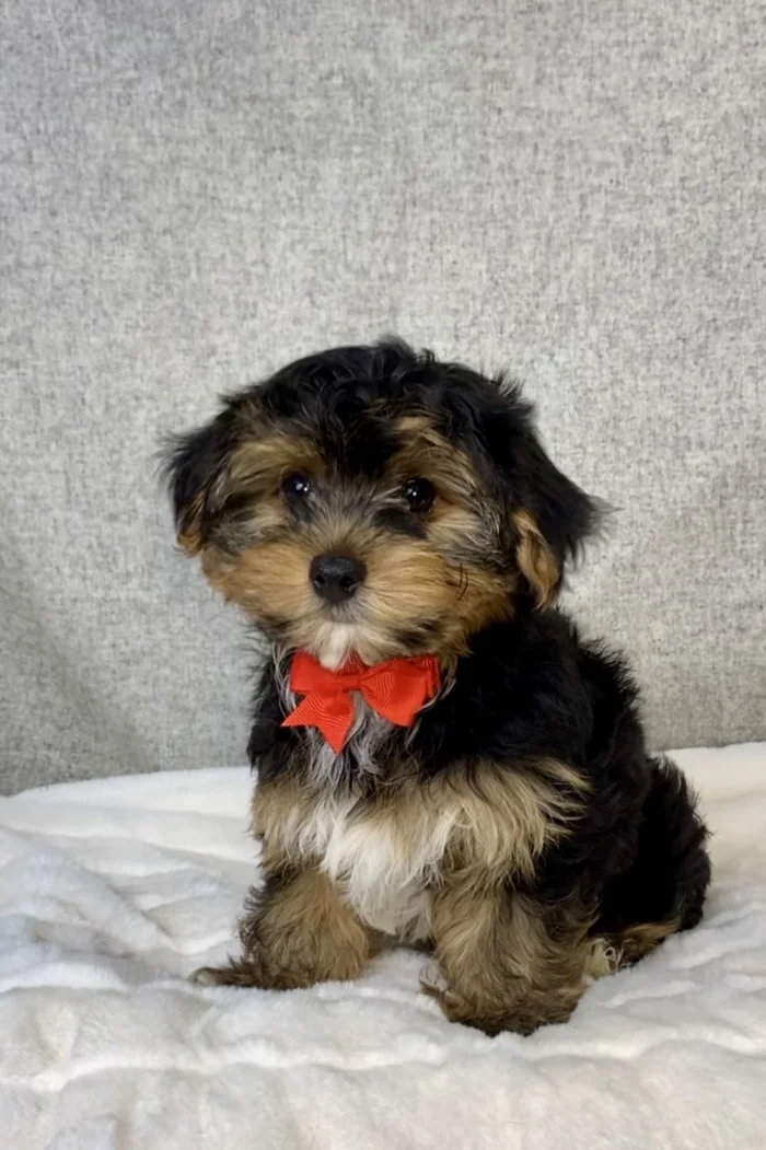 Adorable Yorkshire Terrier puppy looking at the camera, from The Puppy House, serving Rockville