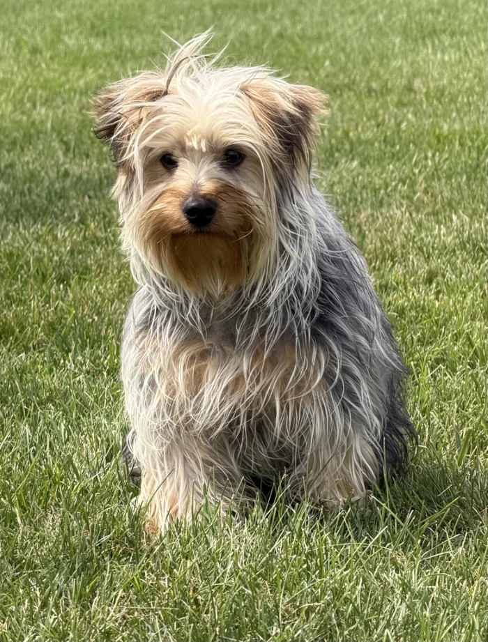 Yorkie puppy with a silky coat sitting for a photo, from a breeder serving Silver-Spring