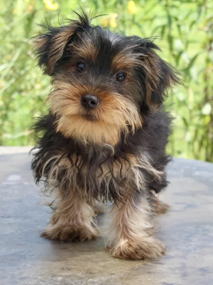 Fluffy Yorkie puppy sitting for a portrait, raised for families in the Towson area