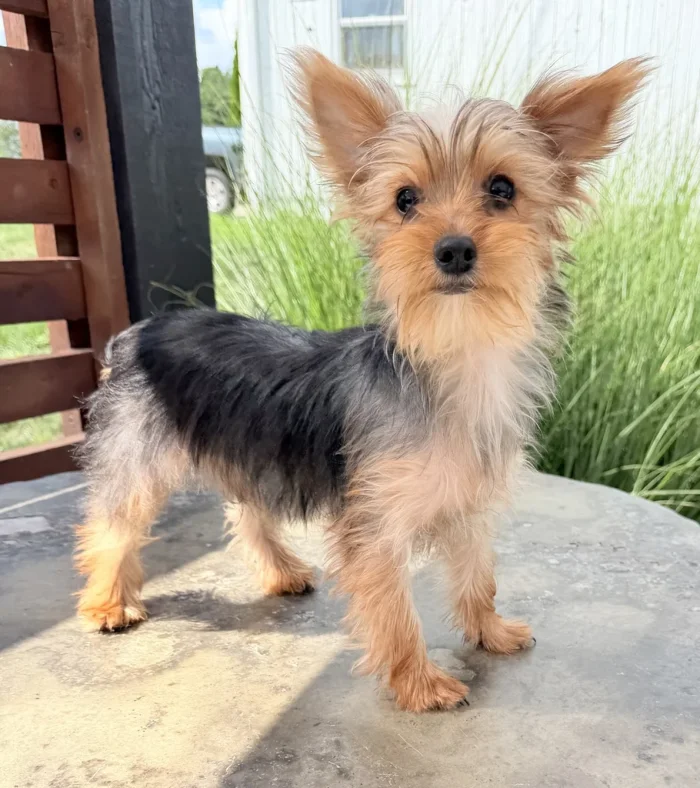 Purebred Yorkshire Terrier puppy sitting for a photo, from a breeder serving Medford