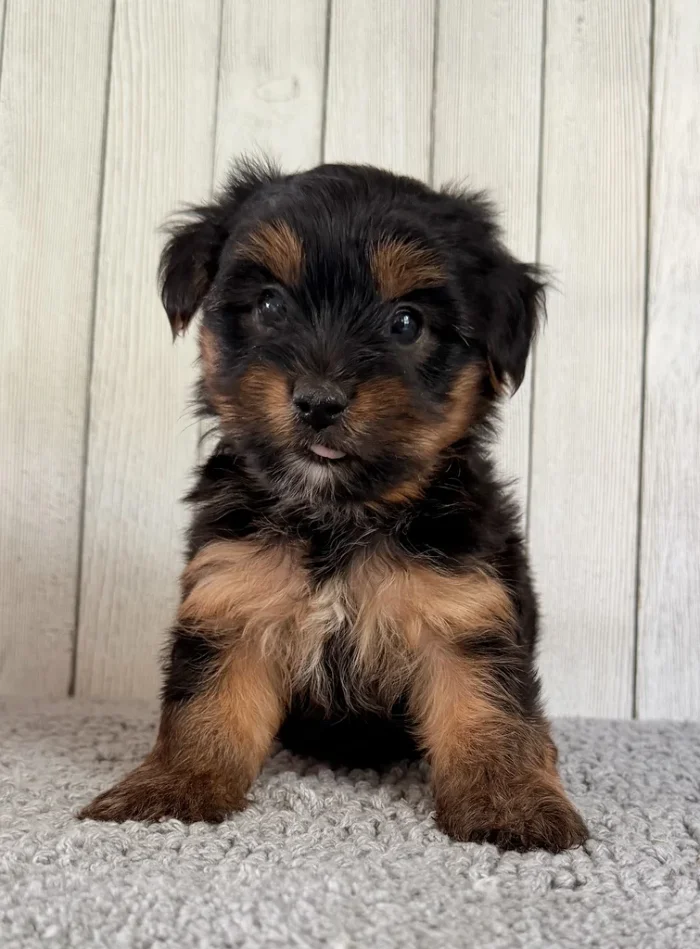 Adorable Yorkshire Terrier puppy looking at the camera, from The Puppy House, serving New-Bedford
