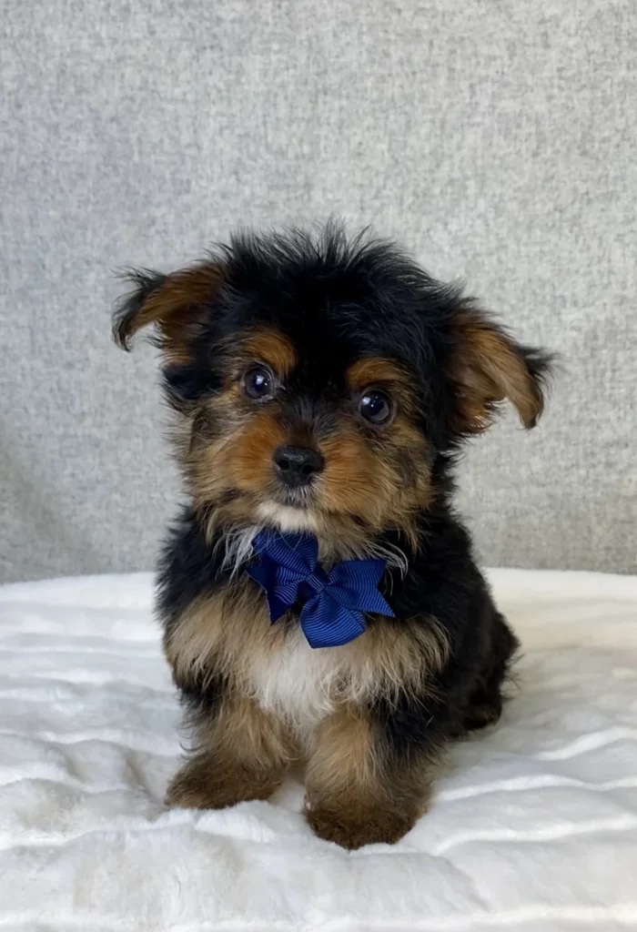 Yorkshire Terrier puppy portrait from The Puppy House, serving families in Concord