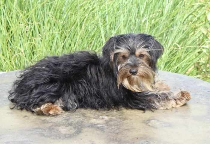 Fluffy Yorkie puppy sitting for a portrait, raised for families in the West-Orange area
