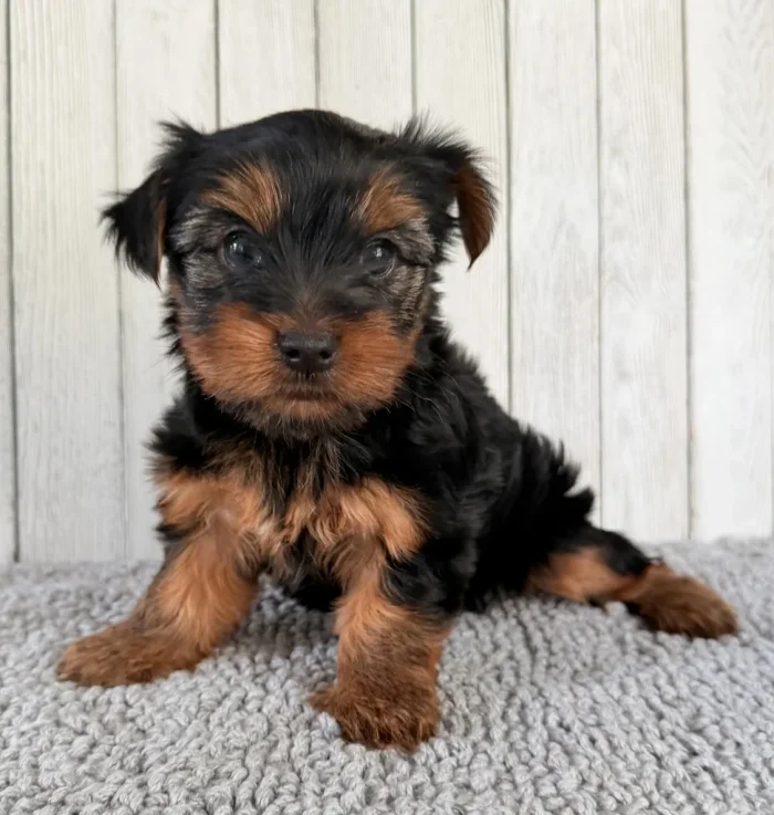 Healthy Yorkshire Terrier puppy sitting for a photo, from a breeder that delivers to Pawtucket