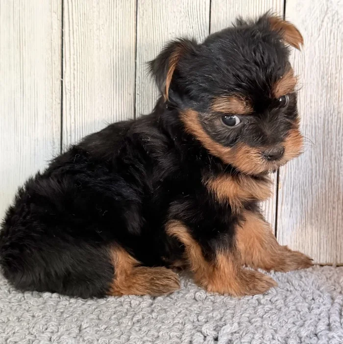 Purebred Yorkshire Terrier puppy sitting for a photo, from a breeder serving Weslaco