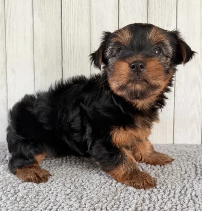 Healthy Yorkshire Terrier puppy sitting for a photo, from a breeder that delivers to Kearns