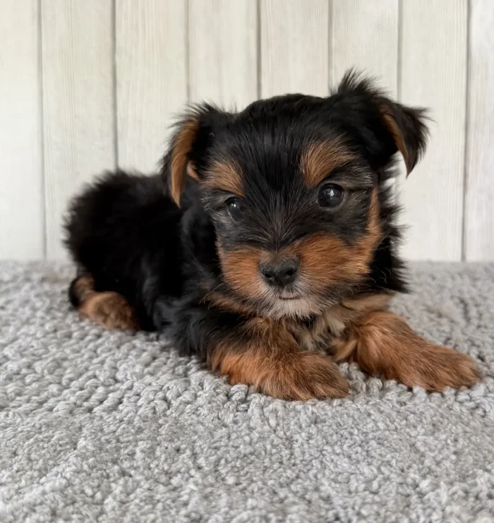 Sweet Yorkie puppy posing for a picture, from a breeder that delivers to Renton, Washington