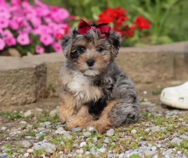 Yorkiepoo puppy sitting by some flowers