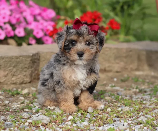 Yorkiepoo puppy sitting by some flowers