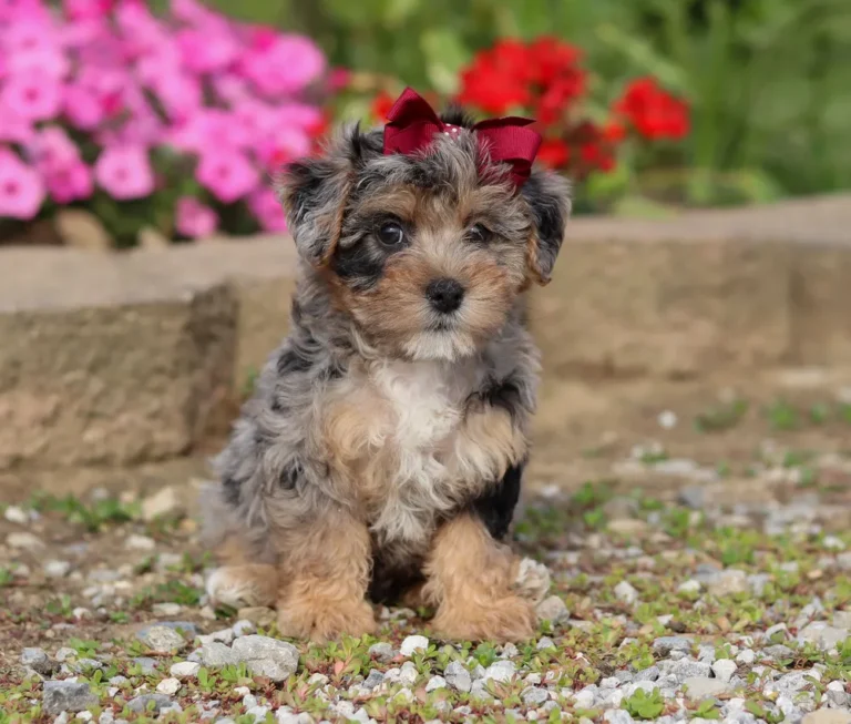 Yorkiepoo puppy posing for a picture