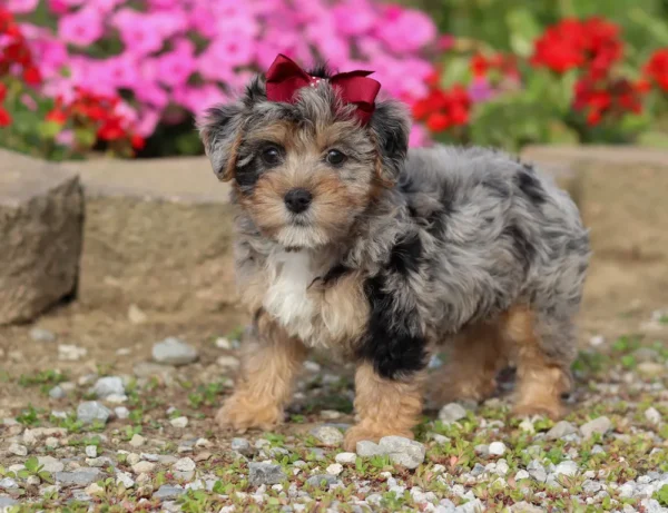 Yorkiepoo puppy standing by some pink flowers