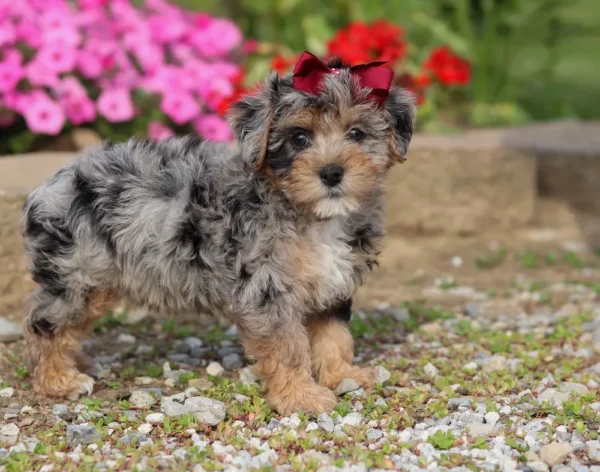 Yorkiepoo puppy standing by some pink flowers posing for a picture