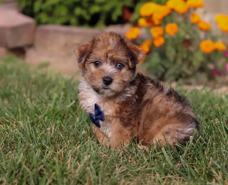 Yorkipoo puppy sitting by some flowers