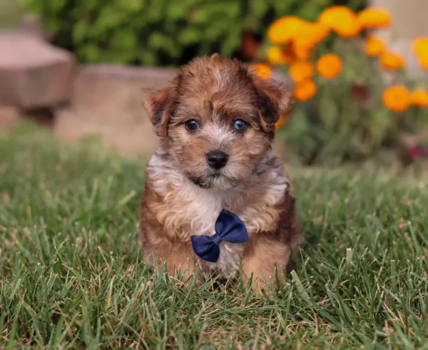 Yorkipoo puppy sitting by some orange flowers
