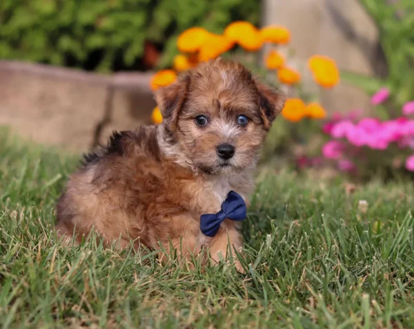 Yorkipoo puppy with blue ribbon