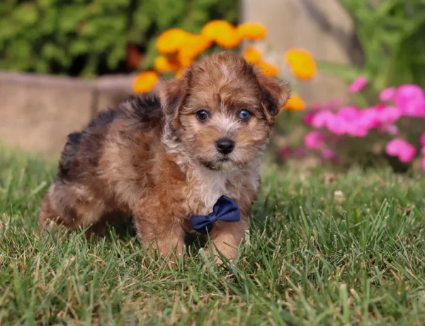 Yorkipoo puppy sitting in the grass