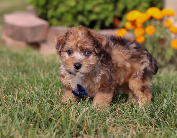 Yorkipoo puppy standing in the grass