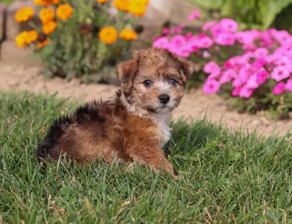 Yorkipoo puppy sitting by some flowers in the grass