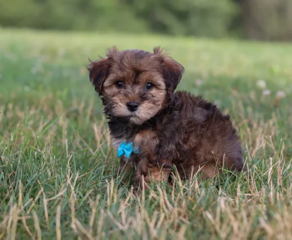 Yorkipoo puppy with teal ribbon