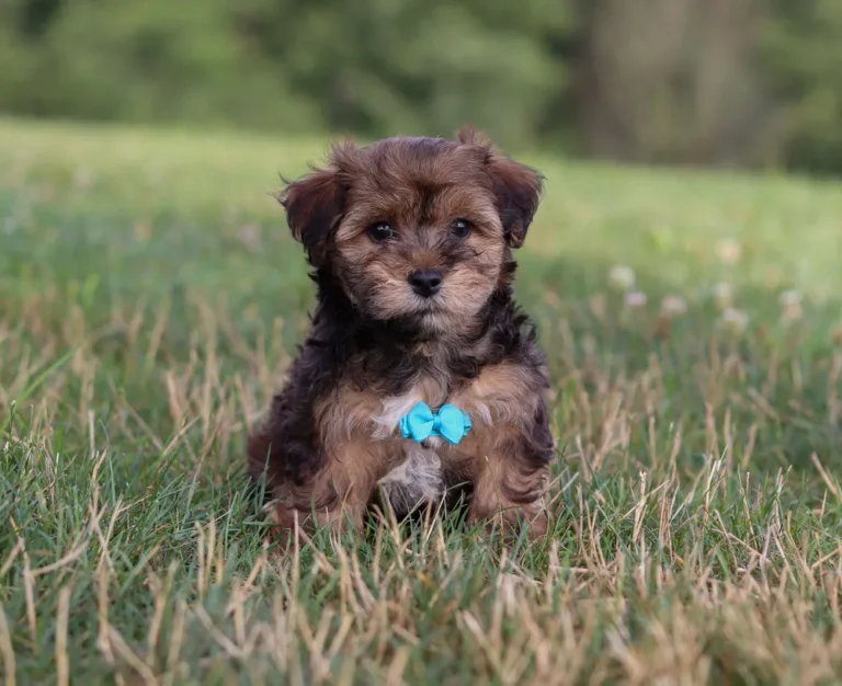 Yorkipoo puppy with teal ribbon sitting in the grass