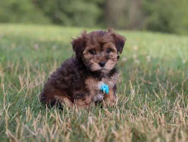 Yorkipoo puppy with teal ribbon posing for a picture