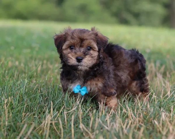 Yorkipoo puppy with teal ribbon available for adoption