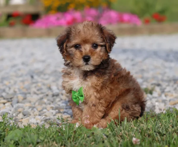 Yorkipoo puppy with green ribbon