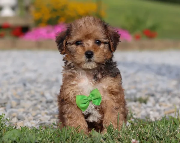 Yorkipoo puppy with green ribbon sitting in the grass