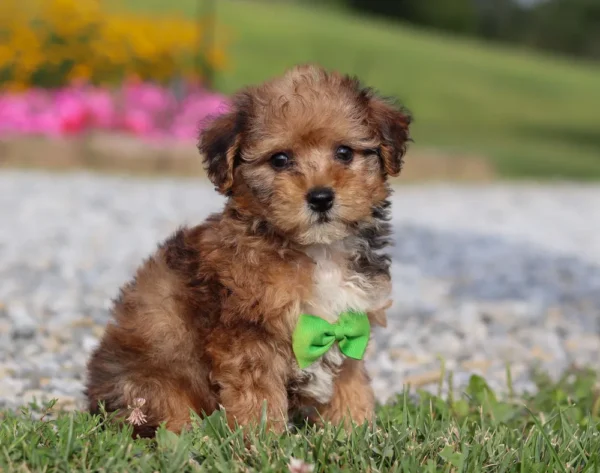 Yorkipoo puppy with green ribbon sitting by a driveway