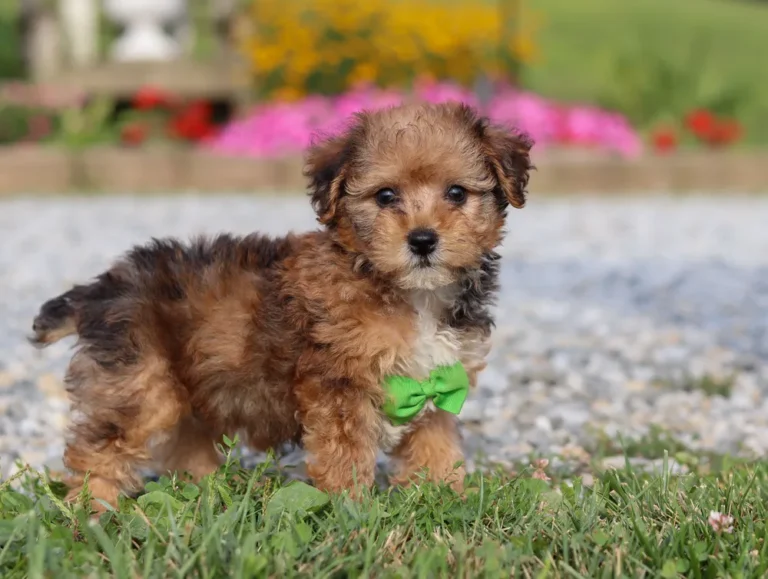 Yorkipoo puppy with green ribbon posing for a photographer
