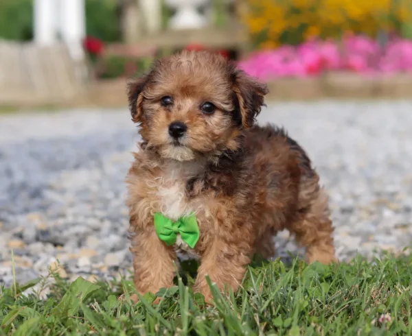 A curious Yorkipoo puppy with green ribbon