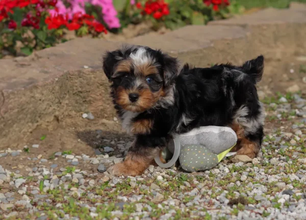Yorkipoo puppy walking on gravel