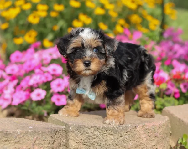 Yorkipoo puppy standing by some pink flowers