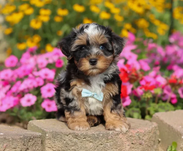 Yorkipoo puppy posing by some pink flowers