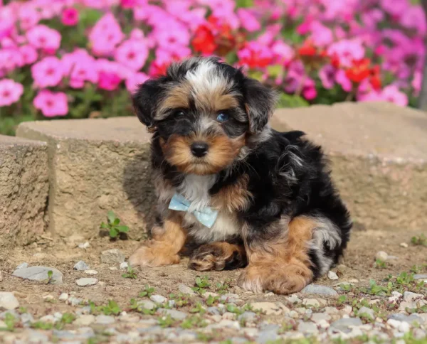 Yorkipoo puppy sitting on some gravel