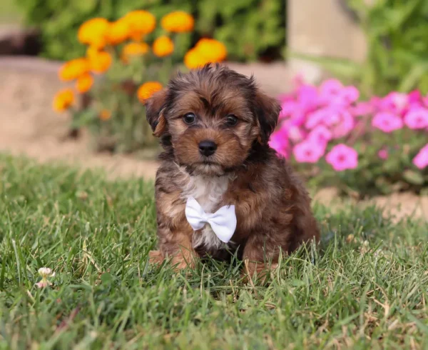 Yorkipoo puppy with silver ribbon