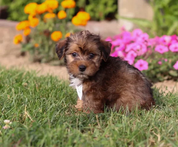 Yorkipoo puppy with silver ribbon sitting on in the grass