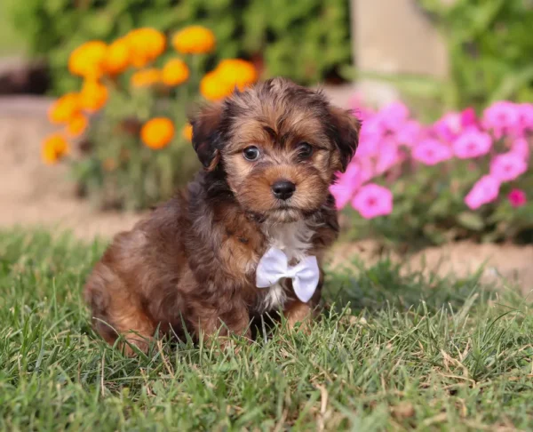 Yorkipoo puppy with silver ribbon posing for picture