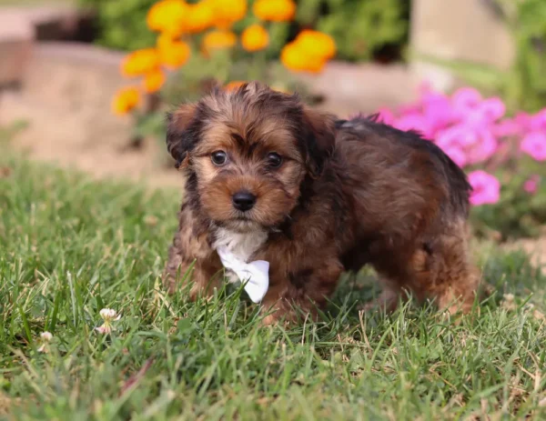 Yorkipoo puppy with silver ribbon by some flowers